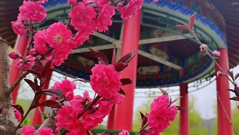 秦岭四宝公园，秦岭国家植物园一日游