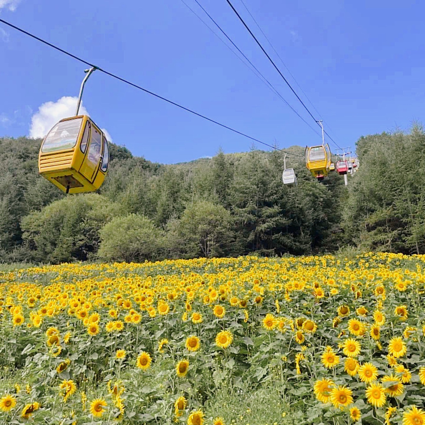 春日好去处│紫柏山森林公园