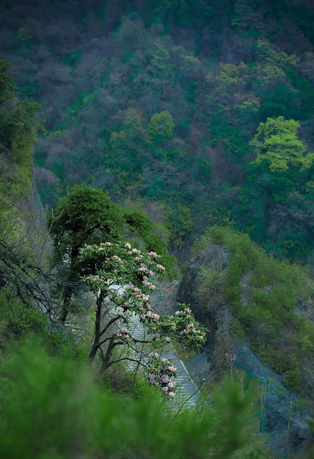 2023紫柏山杜鹃花赏花季门票信息+自驾路线+营业时间