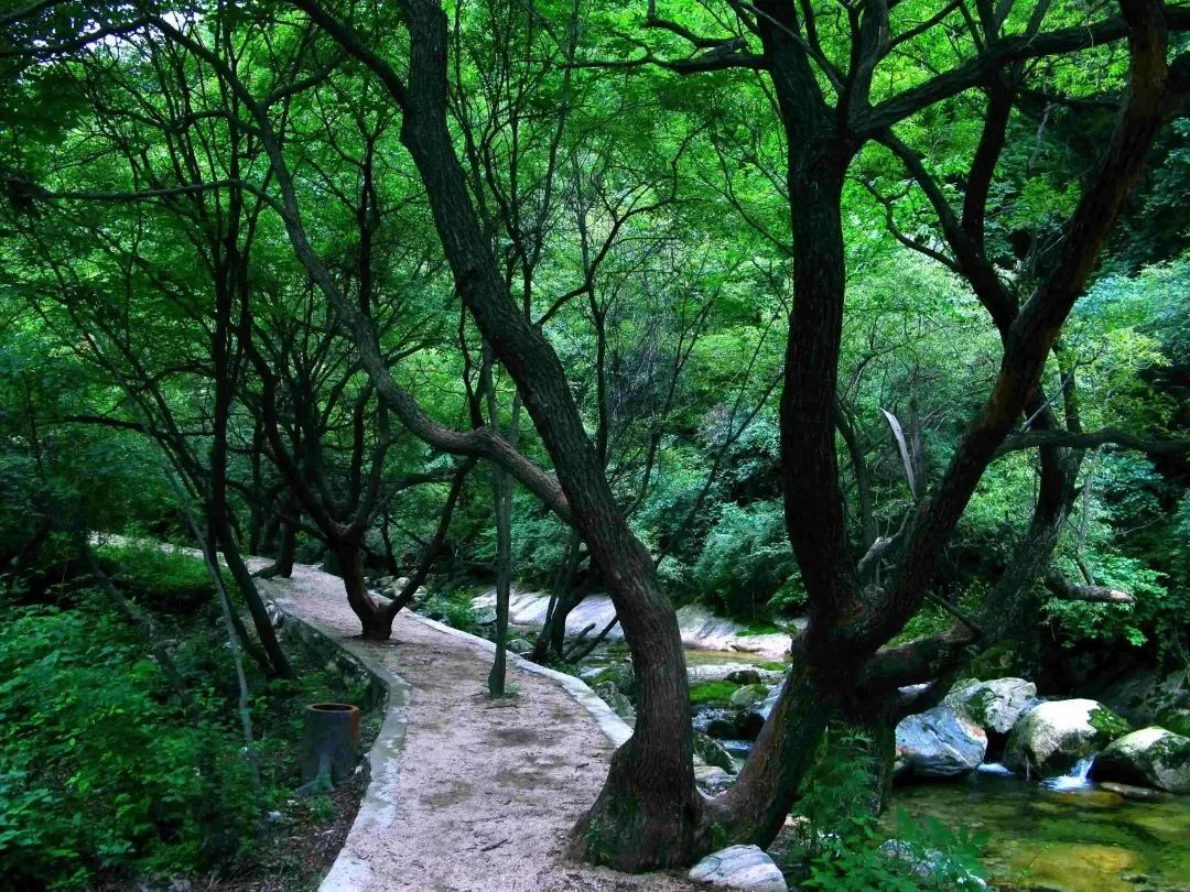 在少华山林间漫步  满眼翠绿，山风拂面