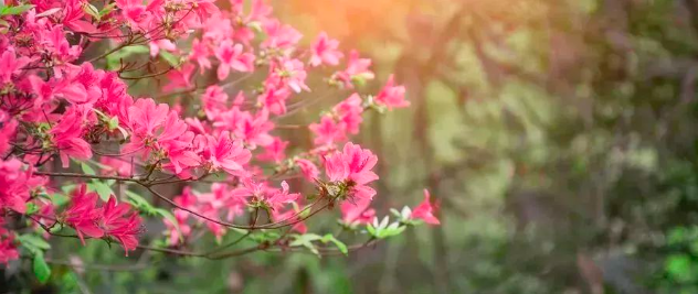 部分免费！杜鹃花、蔷薇、芍药... 西安五月赏花好去处别错过！