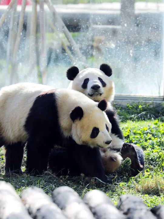 保护生物多样性，让我们一起守护秦岭万物生机~