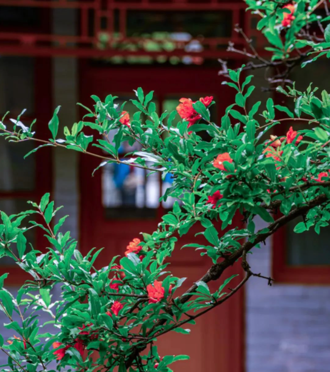 “华清宫石榴花”拍了拍你：“快来！”