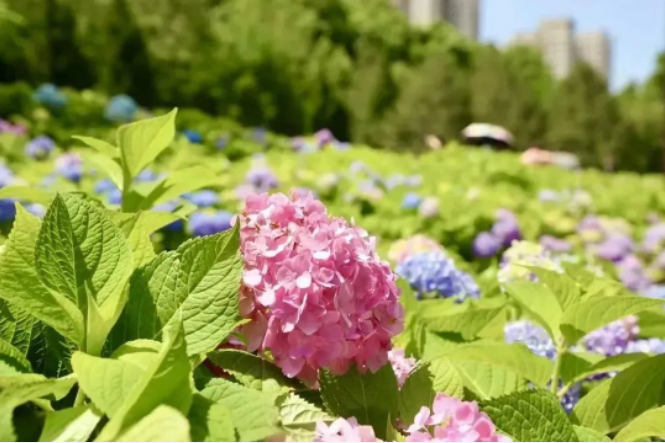 6月来这里赏花打卡~去看小雁塔的绣球花海吧~