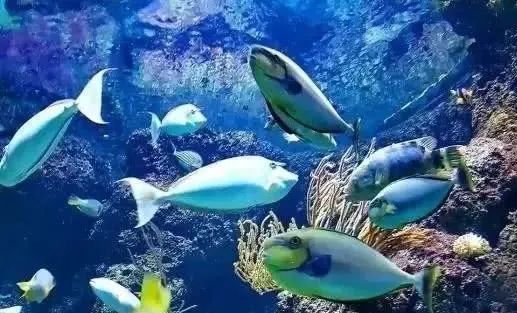 六一遛娃地推荐│太奥幻太奇海洋馆