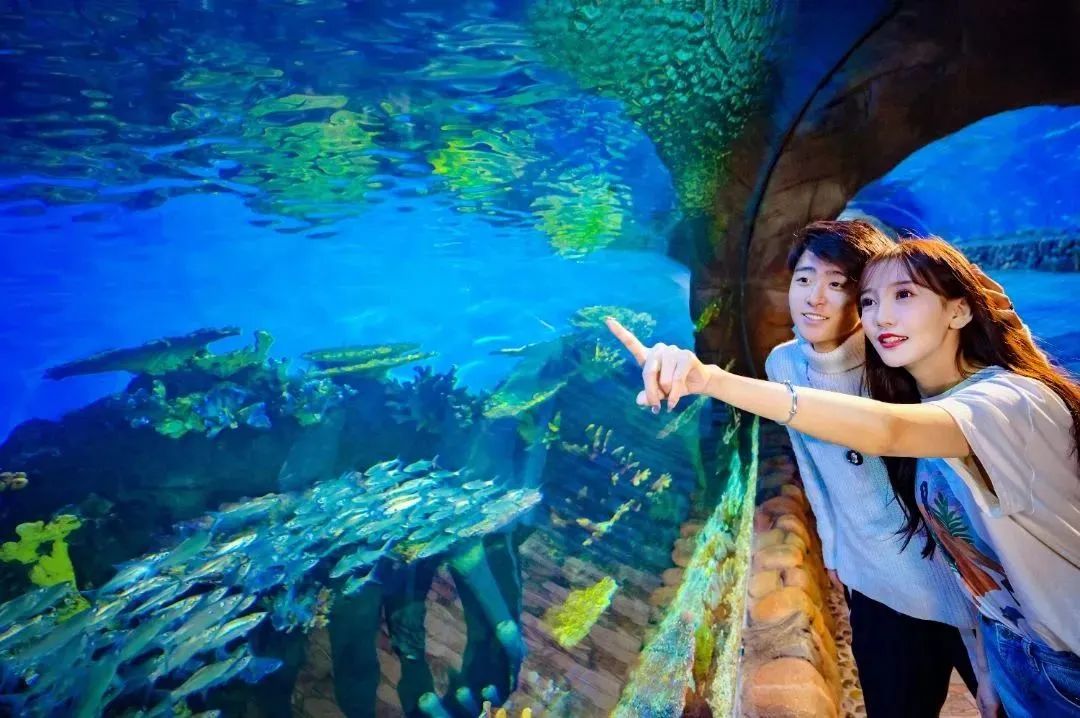 暑期去不了海边，就来华夏文旅海洋公园吧！