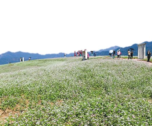 2023西安赏花攻略~初秋赏花好去处~