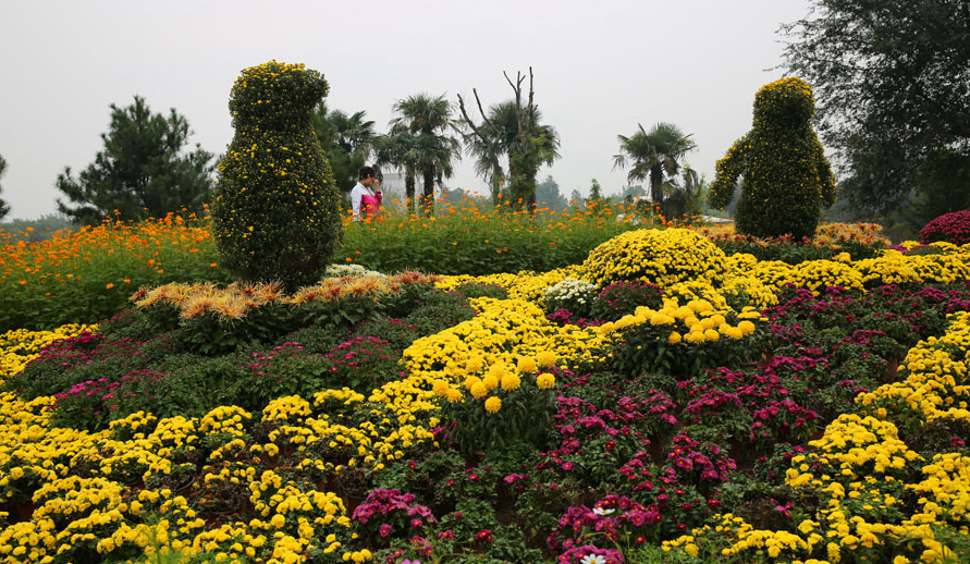 秋菊上线！西安植物园、兴庆宫秋季花展来了！