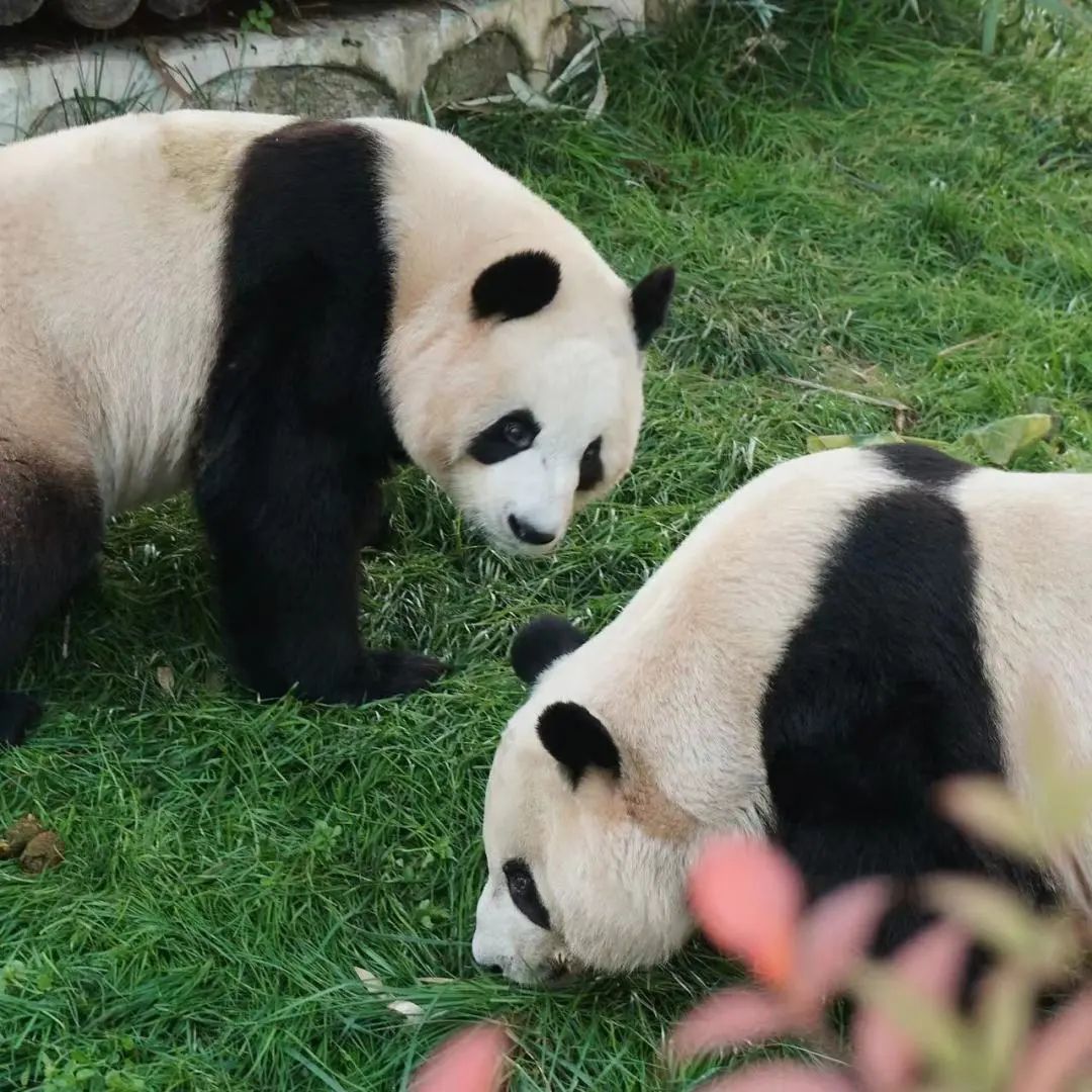 上春山！赏春光！相约看熊猫姐妹花~