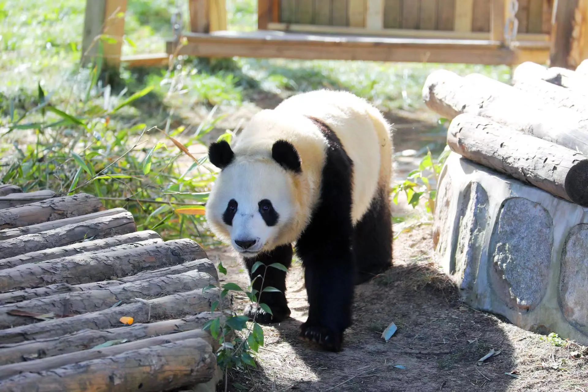 西安清明假期适合去哪里玩 西安清明旅游十大必去景点