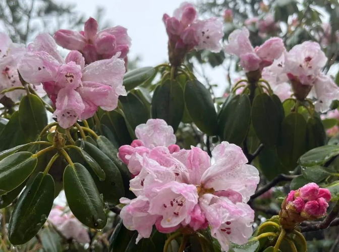 牛背梁杜鹃花开了，赏花正当时，错过又要等一年！后附赏花攻略~
