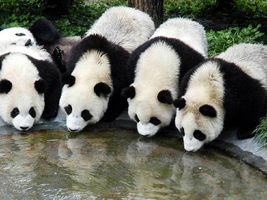 端午假期来秦岭野生动物园看熊猫吧