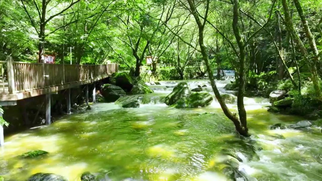 三伏天气，20℃的夏天去哪里寻找，牛背梁森林公园一日游