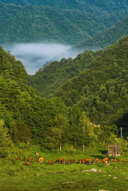 留坝县旅游火爆，不想拥堵？快收好这份错峰指南！