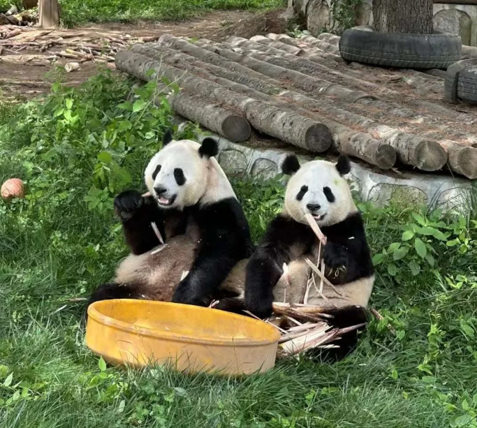 “趣”动物园 Zoo walk，开启夏日畅游模式！