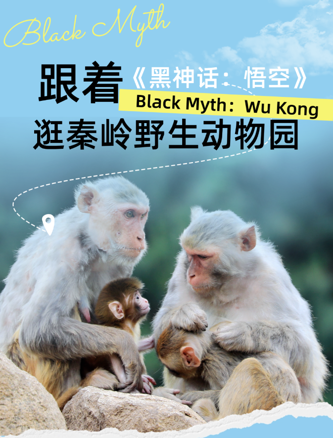 “天命人”集合！来秦岭野生动物园看“猴哥”