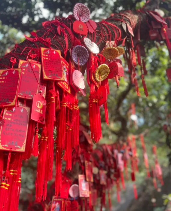 中秋祈福·共赏秋日盛景 在紫柏山的祈福树下~