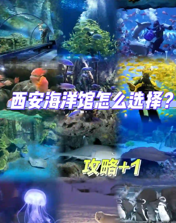 西安三大海洋馆怎么选择？遛娃推荐