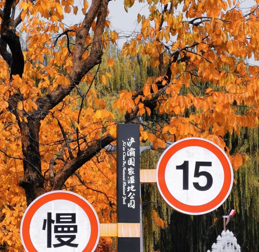 西安周末免费游玩推荐 | 浐灞湿地公园