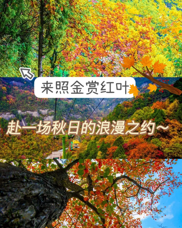 秋日的薛家寨是树叶纷飞的盛宴~秋日照金香山，宛如诗境~