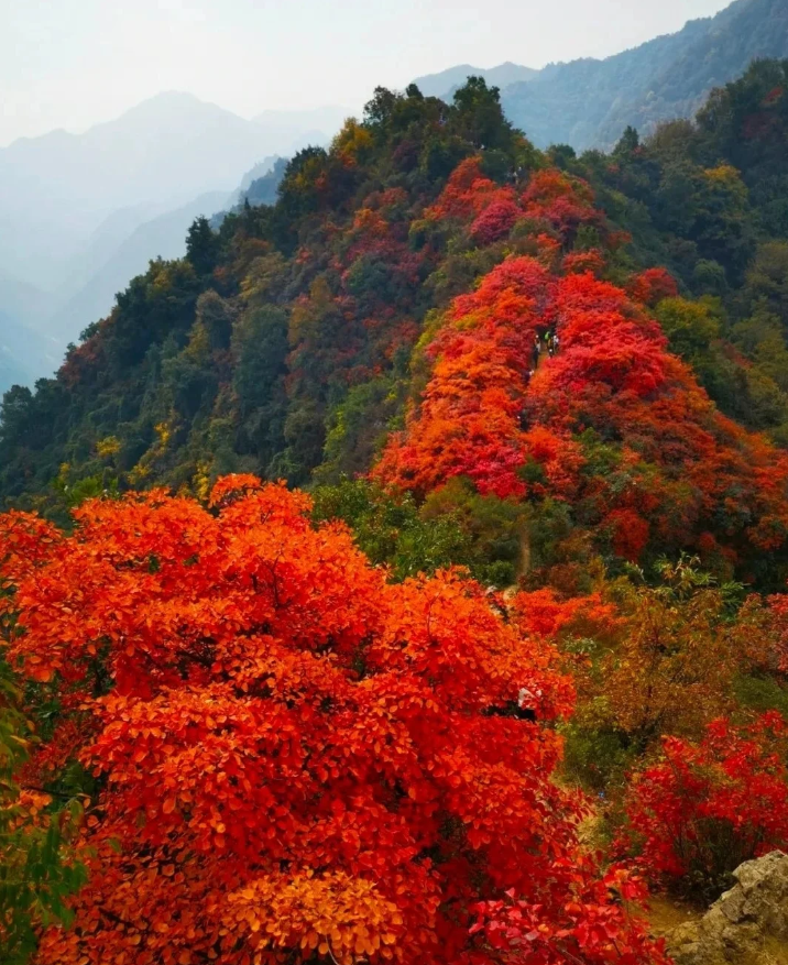 西安蕞美的红叶观赏地 | 团标峪一日游