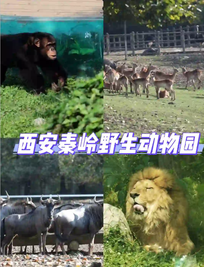 秦岭野生动物园，解锁不一样的秋游