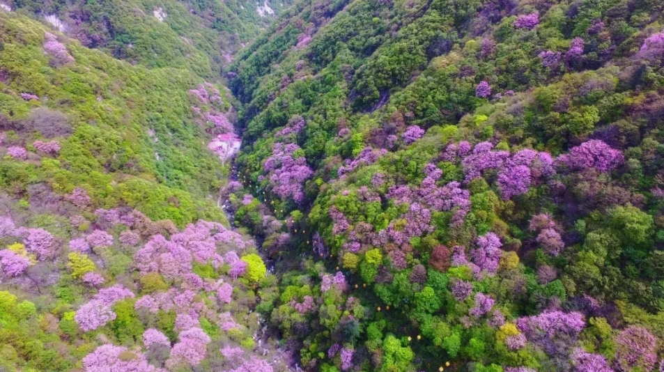 西安周边初春赏花指南~梅花桃花紫荆花~