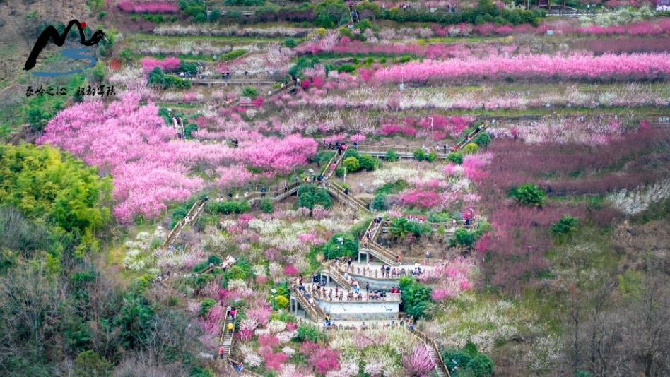 西北最大梅花专类园，超万株梅花~ 小众景点~99％人没去过，门票、停车都免费！