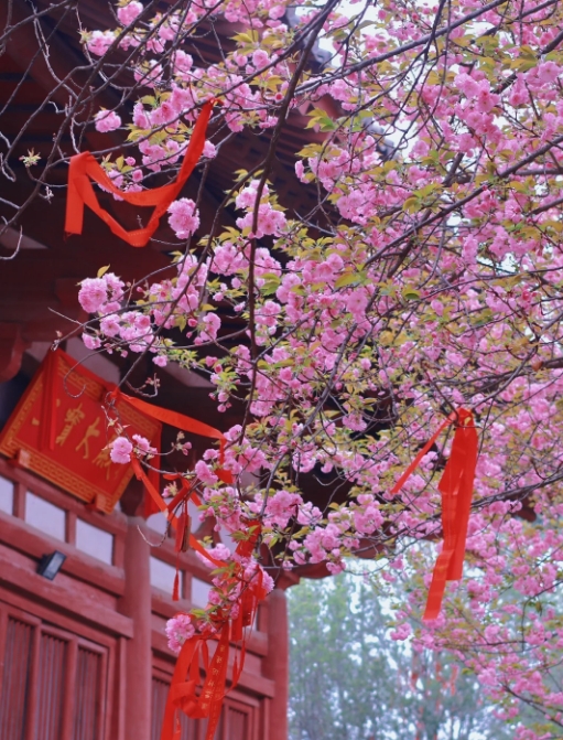 2025青龙寺赏樱花攻略~西安赏樱花必去~