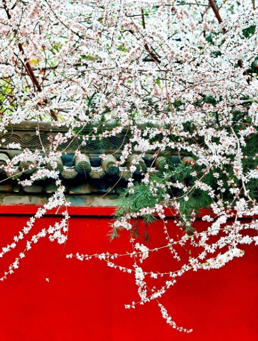 赏花推荐~西安周边赏桃花~