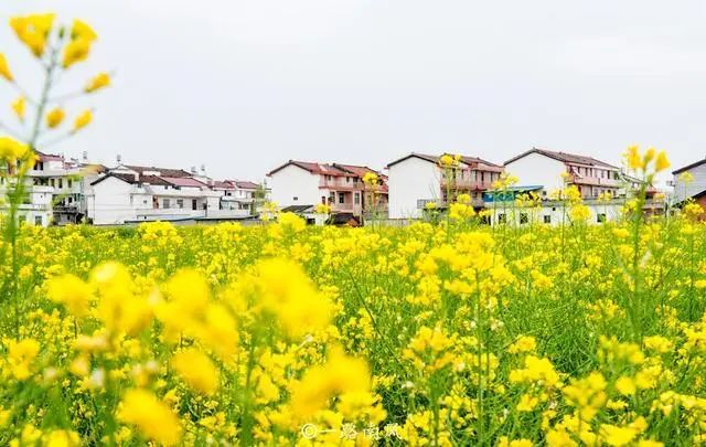 洋县油菜花.朱鹮梨园.金沙湖一日游