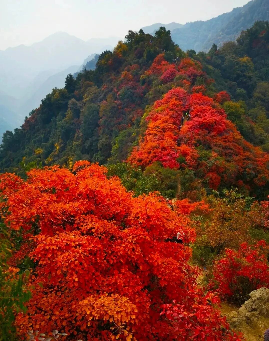 团标峪赏红叶一日游