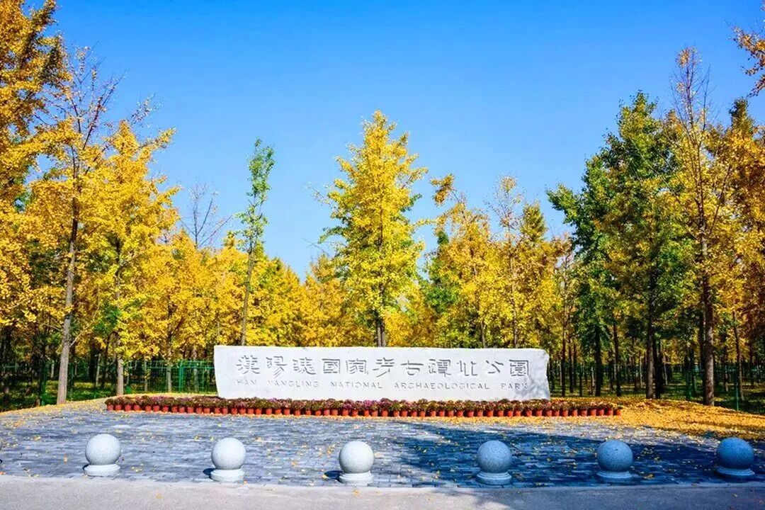 汉阳陵银杏林·茯茶小镇一日