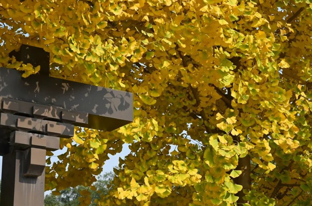 汉阳陵银杏林·茯茶小镇一日