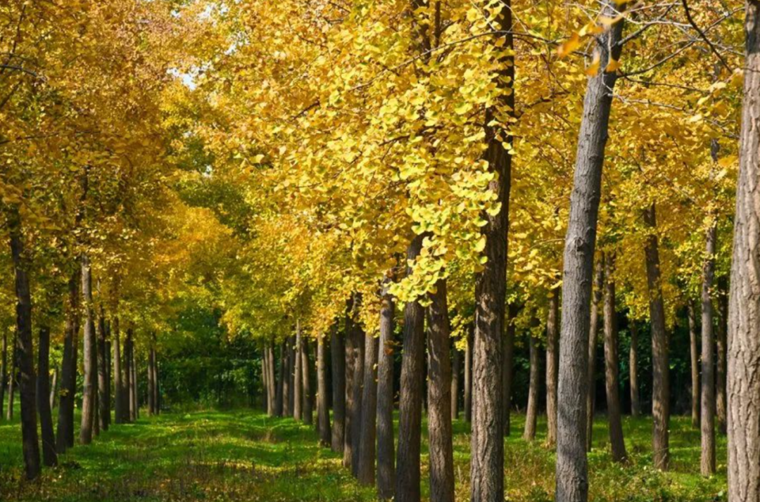 汉阳陵银杏林·茯茶小镇一日