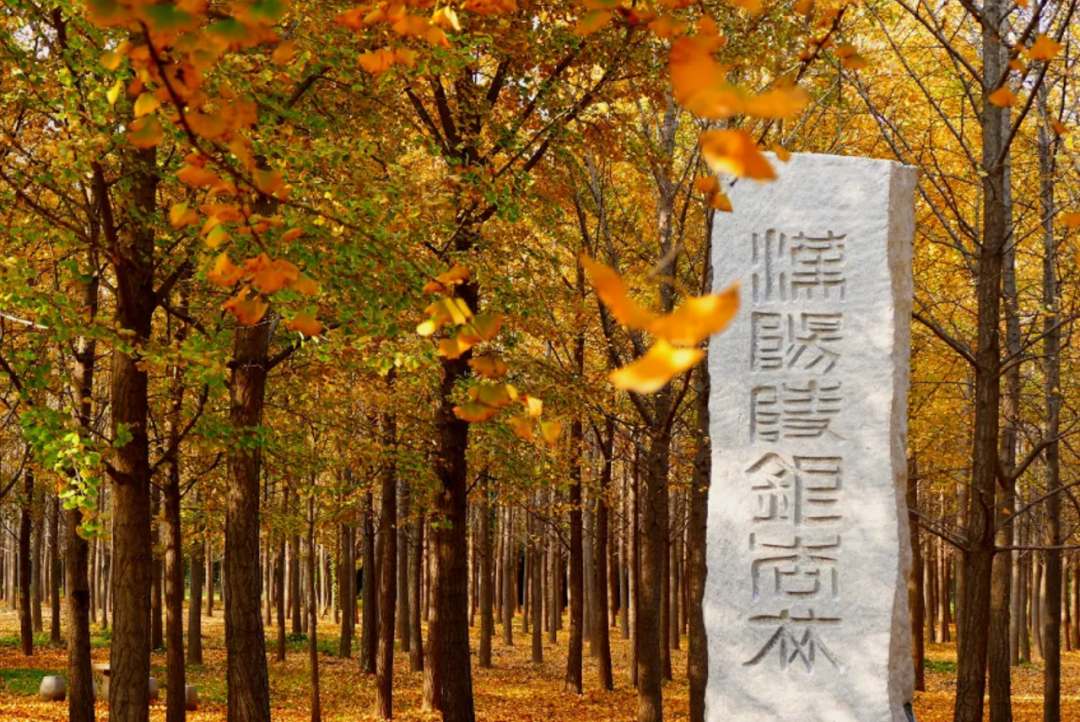 汉阳陵银杏林·茯茶小镇一日