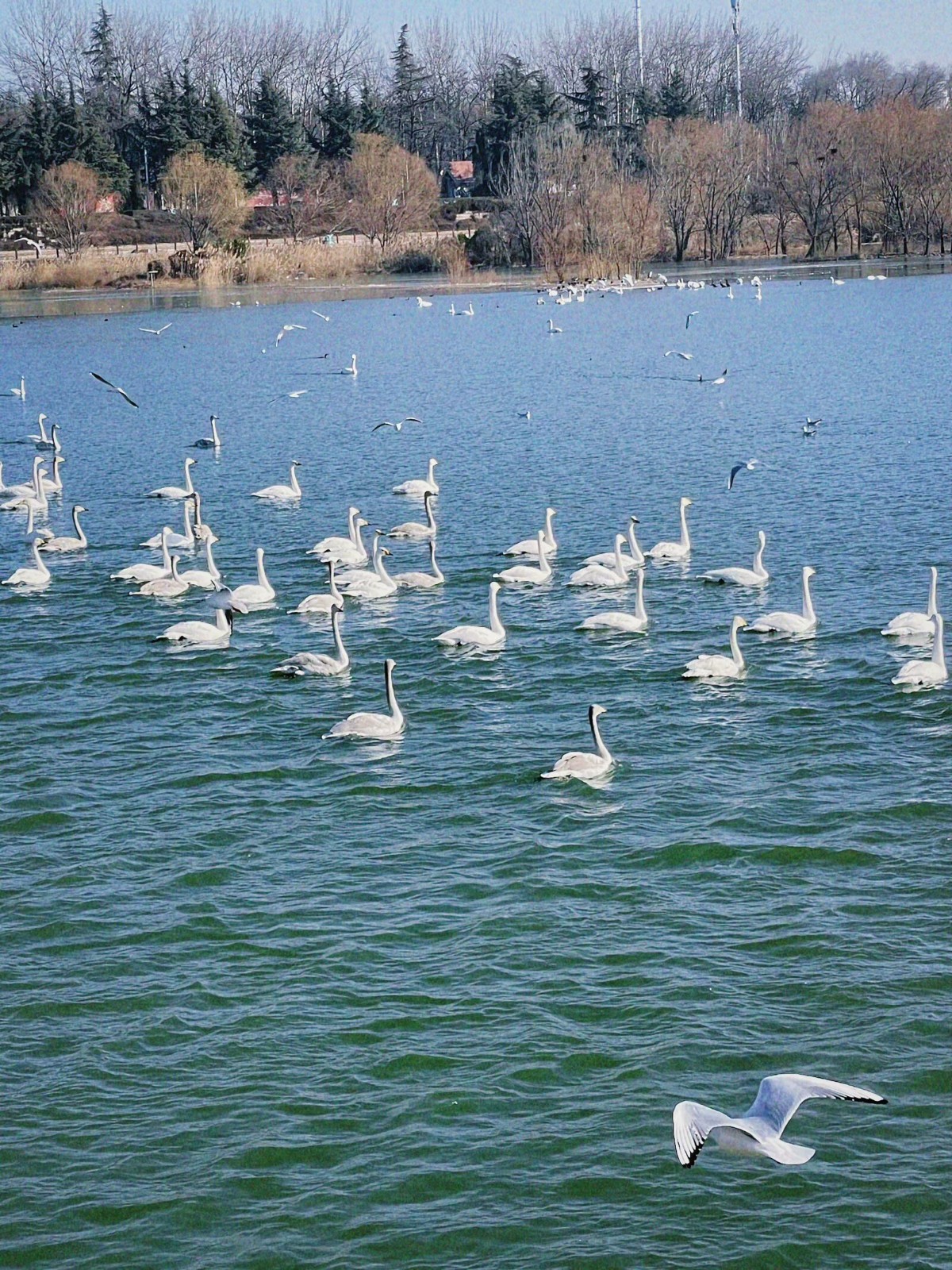 函谷关.天鹅湖湿地公园.黄河游轮一日游