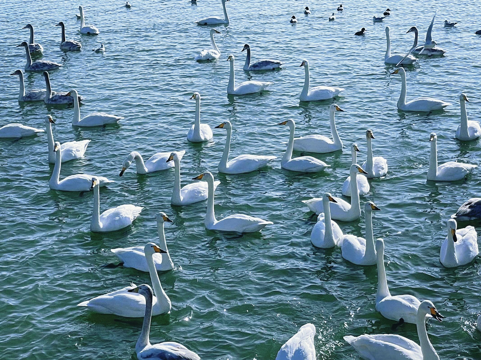 函谷关.天鹅湖湿地公园.黄河游轮一日游
