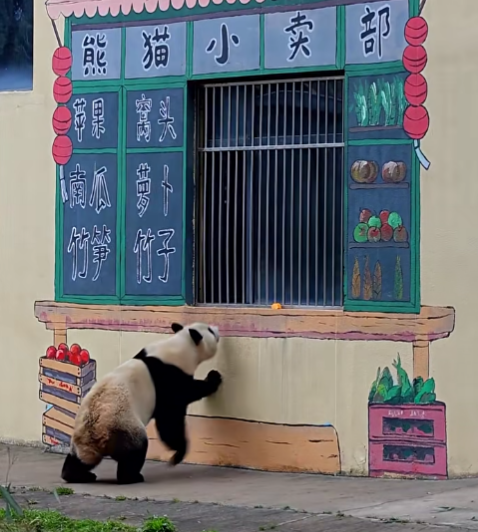 【陕西旅游年卡】曲江海洋馆+秦岭野生动物园免费玩~