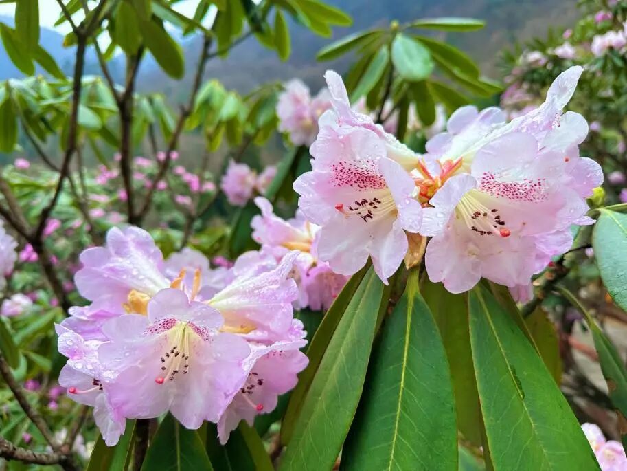 木王山赏高山杜鹃花海一日游