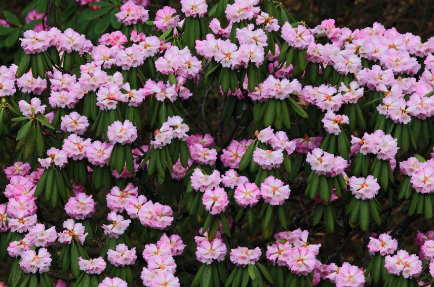 木王山赏高山杜鹃花海一日游