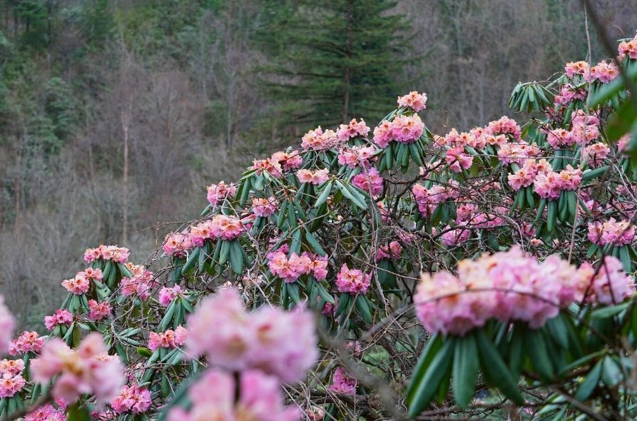 木王山赏高山杜鹃花海一日游