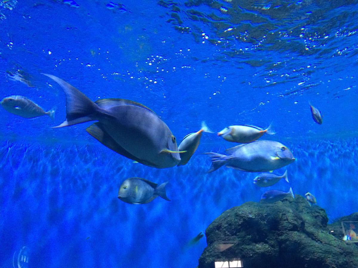 开封东京极地海洋馆的主要展区有极地馆,科普馆,海底隧道,水母宫,珊瑚