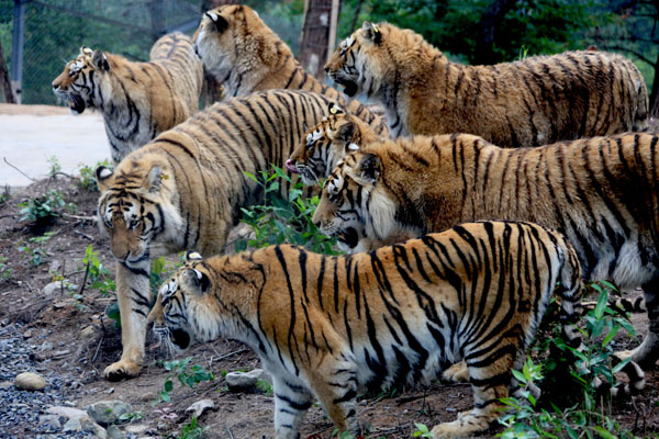 黄山虎林园门票价格,黄山虎林园门票现在是多少啊,哪里可以买到便宜点