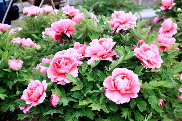 洛阳牡丹.龙门石窟.少林寺二日游