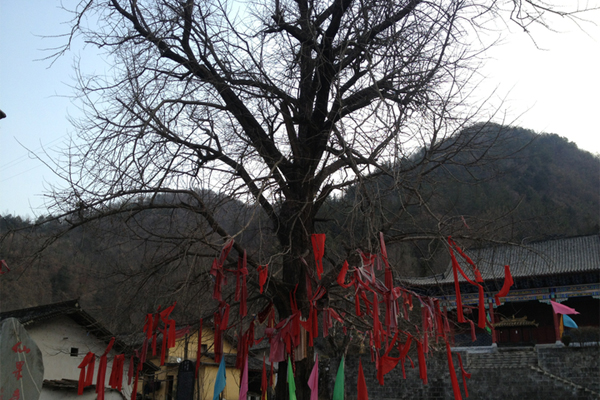 佛坪仙果寺
