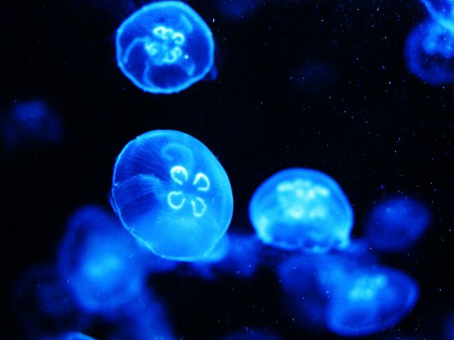 济南一景区惊现桃花水母 被誉为“水中大熊猫”