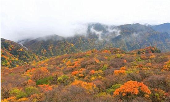 未来一周四川哪些景区适宜赏红叶？请看这份观赏指数