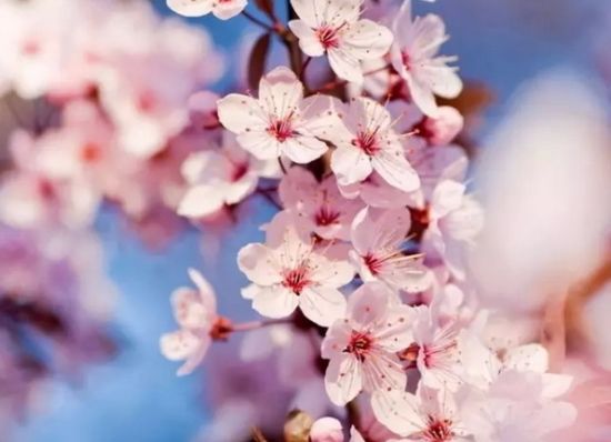 千岛湖桃花